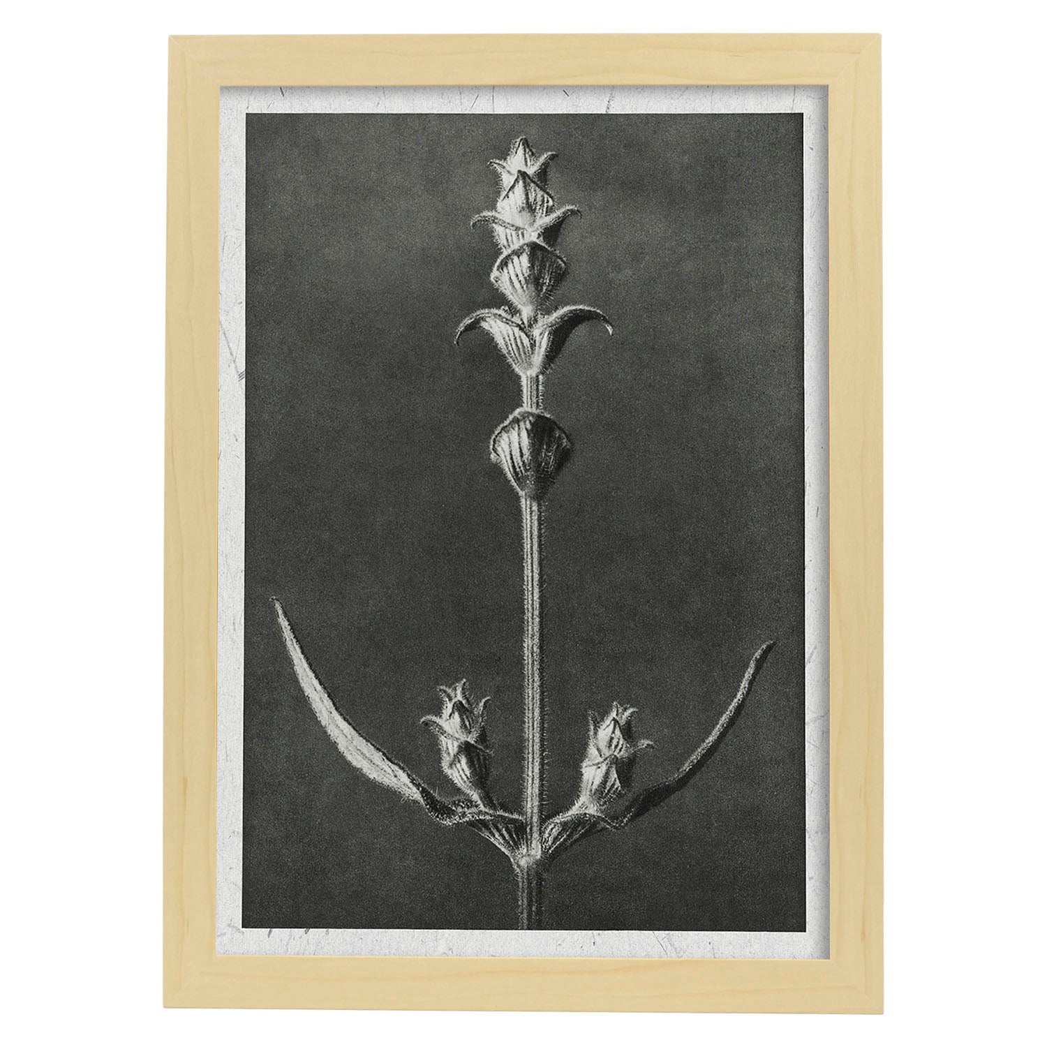 Lámina Planta blanco y negro 49. Pósters con ilustraciones de flores y plantas en tonos grises.-Artwork-Nacnic-A3-Marco Madera clara-Nacnic Estudio SL
