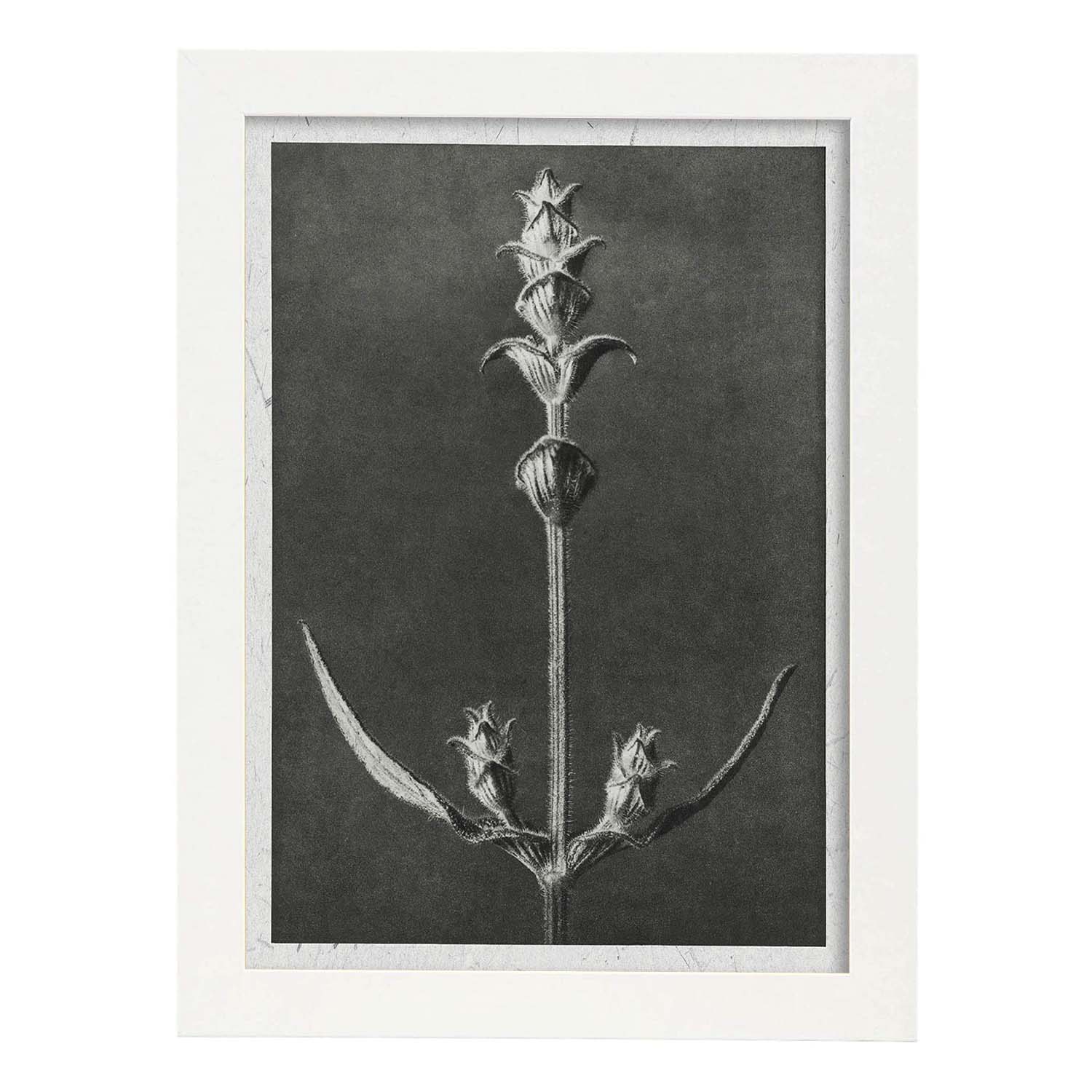 Lámina Planta blanco y negro 49. Pósters con ilustraciones de flores y plantas en tonos grises.-Artwork-Nacnic-A4-Marco Blanco-Nacnic Estudio SL