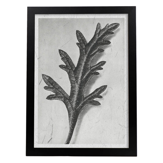 Lámina Planta blanco y negro 62. Pósters con ilustraciones de flores y plantas en tonos grises.-Artwork-Nacnic-A4-Marco Negro-Nacnic Estudio SL