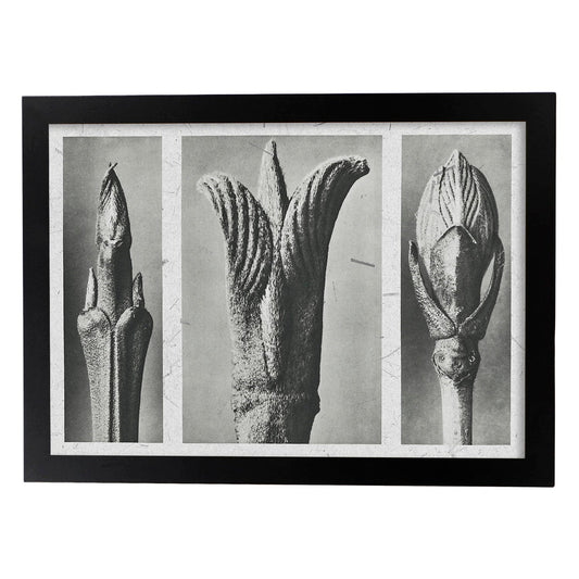 Lámina Planta blanco y negro 85. Pósters con ilustraciones de flores y plantas en tonos grises.-Artwork-Nacnic-A4-Marco Negro-Nacnic Estudio SL