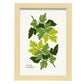 Parsley-Artwork-Nacnic-A4-Marco Madera clara-Nacnic Estudio SL