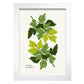 Parsley-Artwork-Nacnic-A4-Marco Blanco-Nacnic Estudio SL