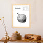 Poster de Cebolla. Láminas de frutas y verduras.-Artwork-Nacnic-Nacnic Estudio SL