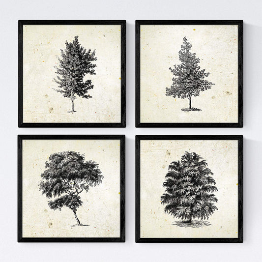 Set de cuatro láminas de arboles. Arboles diferente estructura en cm, fondo papel antiguo vintage .-Artwork-Nacnic-Nacnic Estudio SL