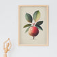 Nacnic Láminas Minimalista Lychee_3