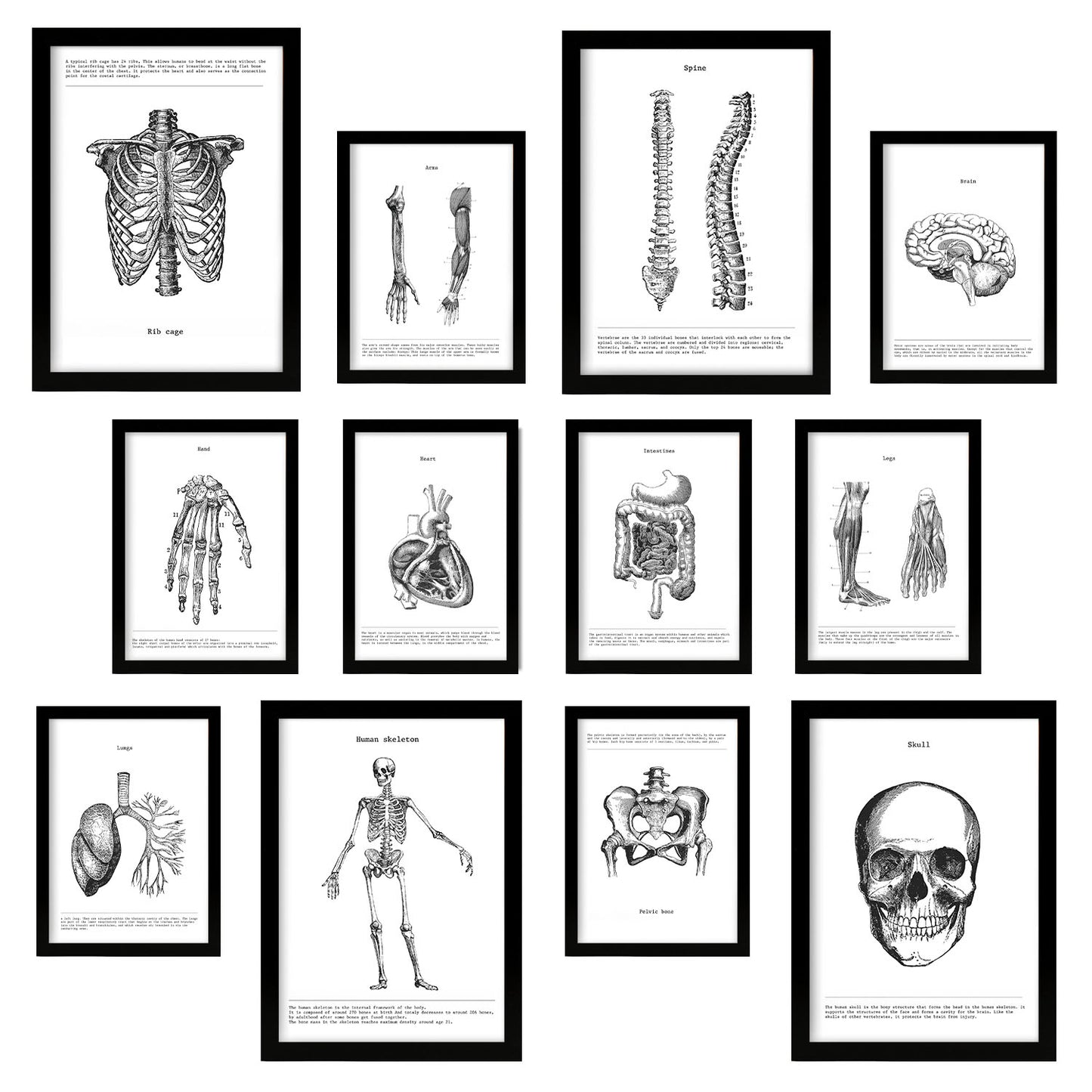 Conjunto de láminas de anatomía de huesos y órganos, estilo mixto, edición limitada