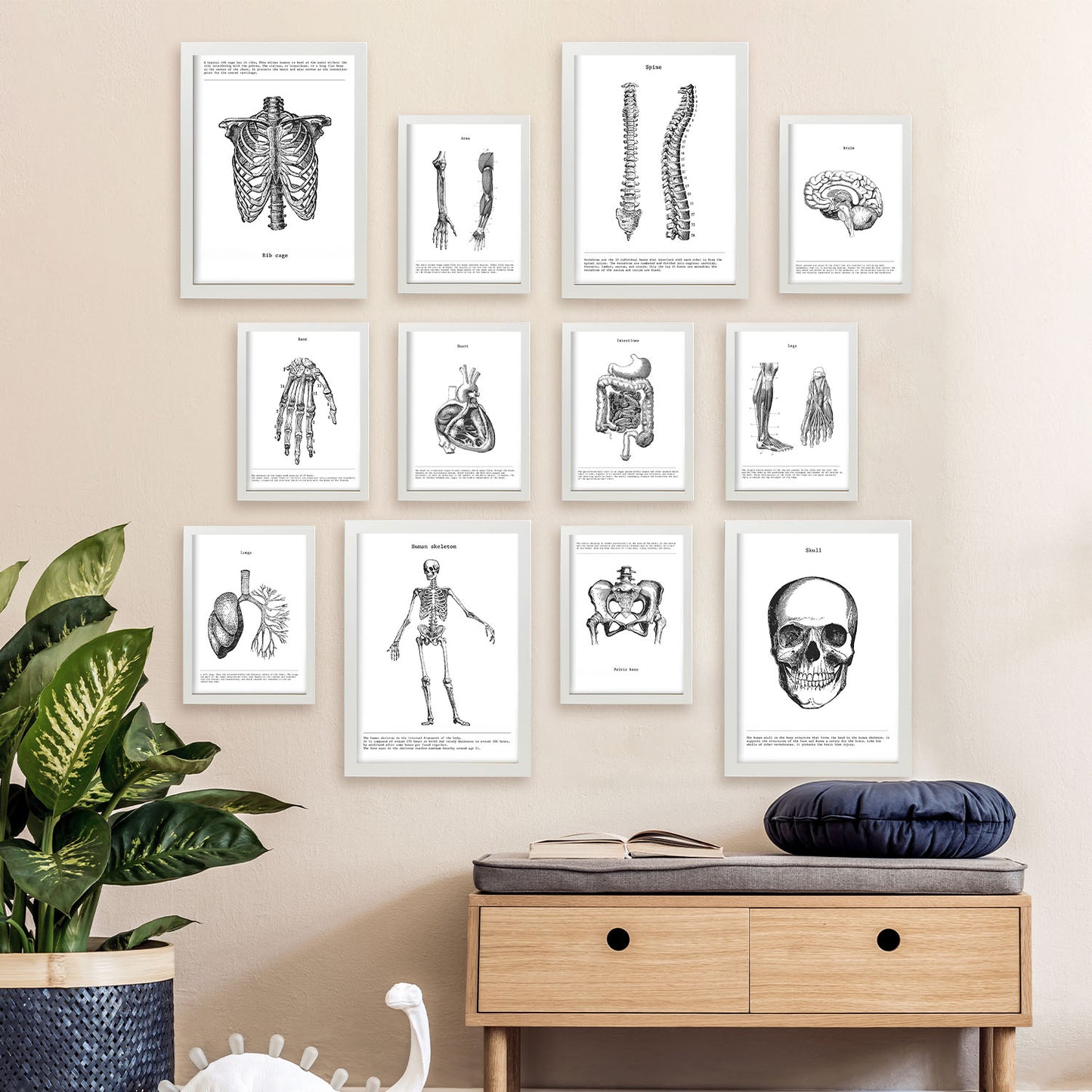 Conjunto de láminas de anatomía de huesos y órganos, estilo mixto, edición limitada