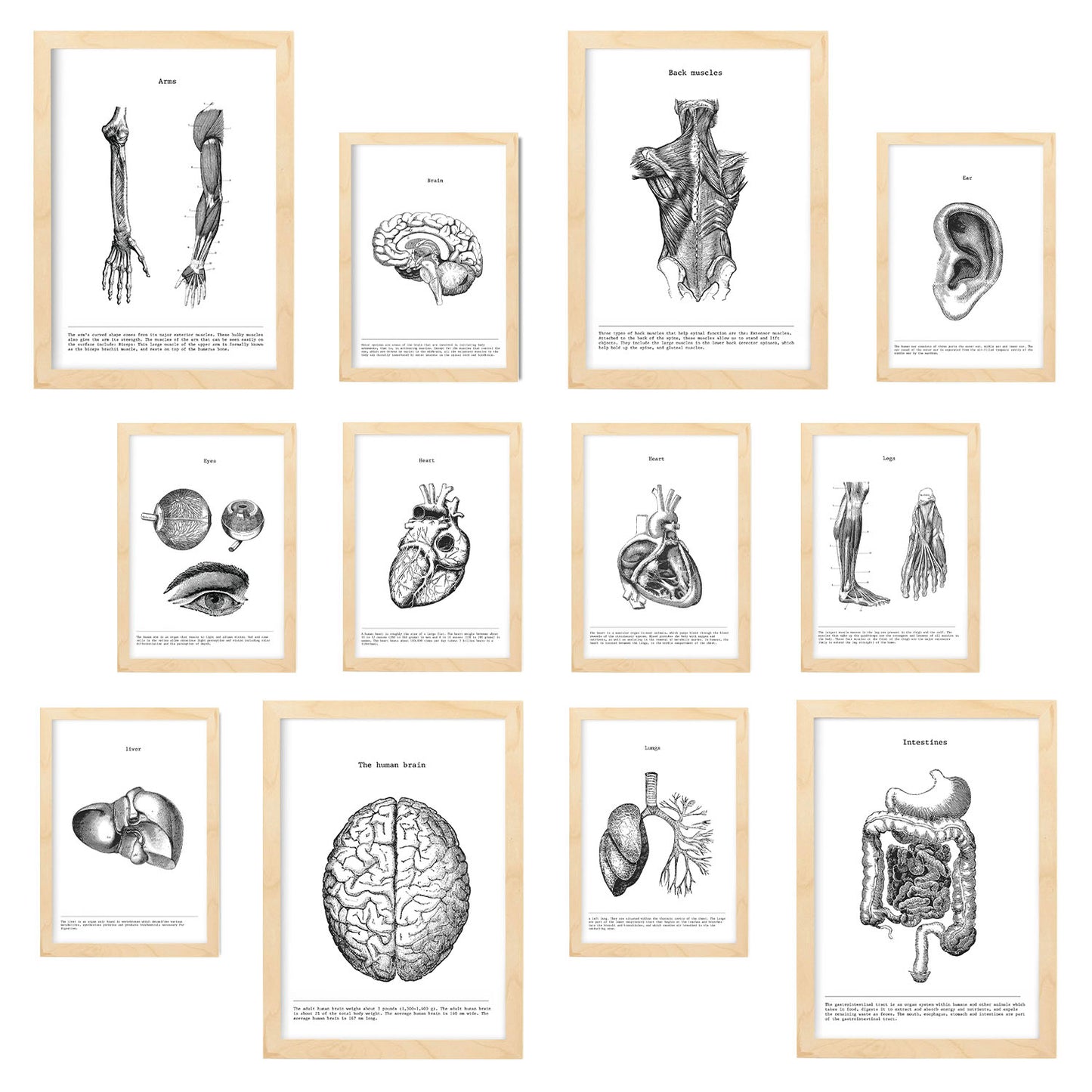 Conjunto de Impresiones de Órganos de Anatomía en Estilo Variado