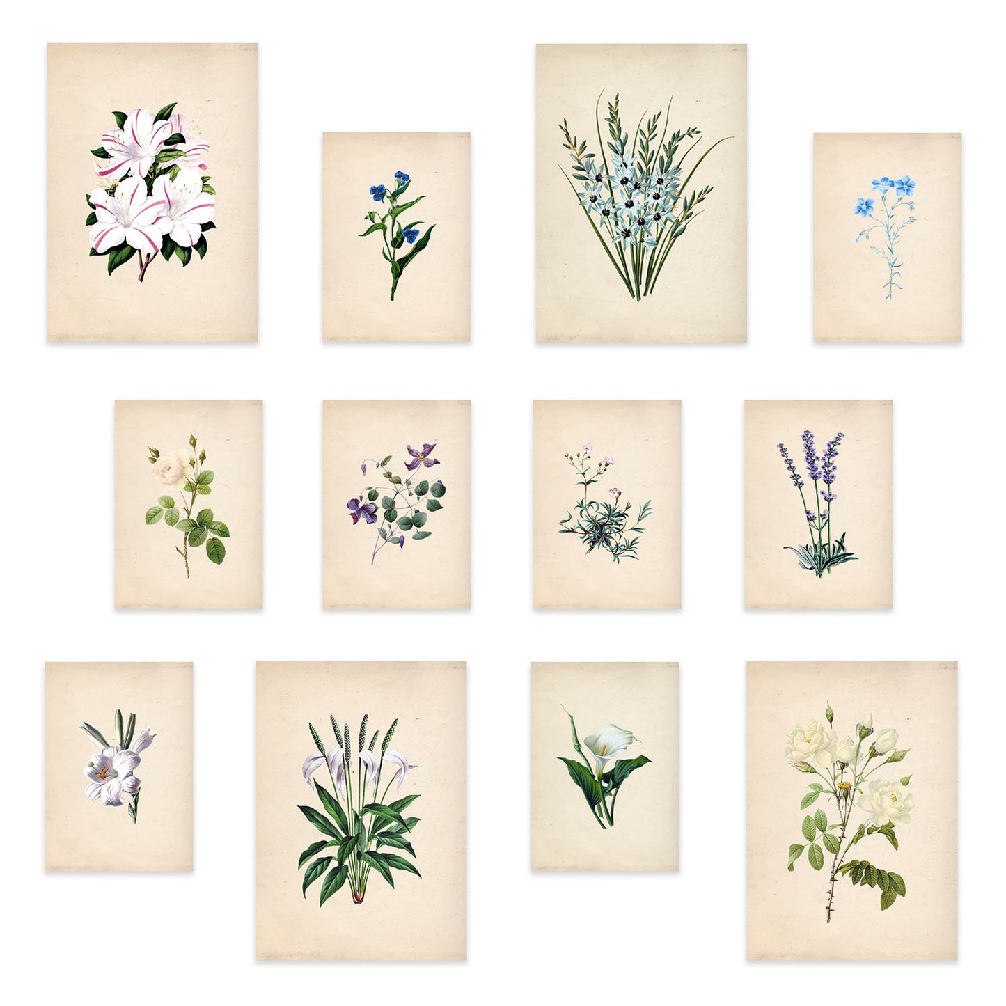 Conjunto Impresionante de Láminas de Flores Geniales en Colores Cautivadores