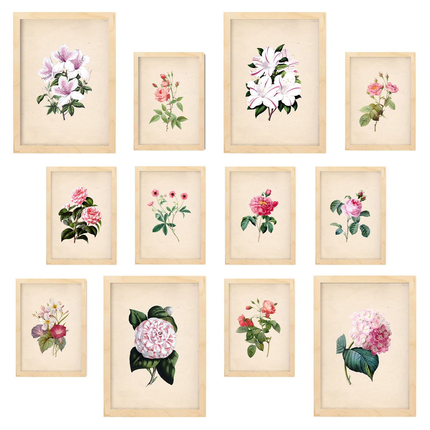 Conjunto de láminas de flores rosas exquisitas - 12 piezas