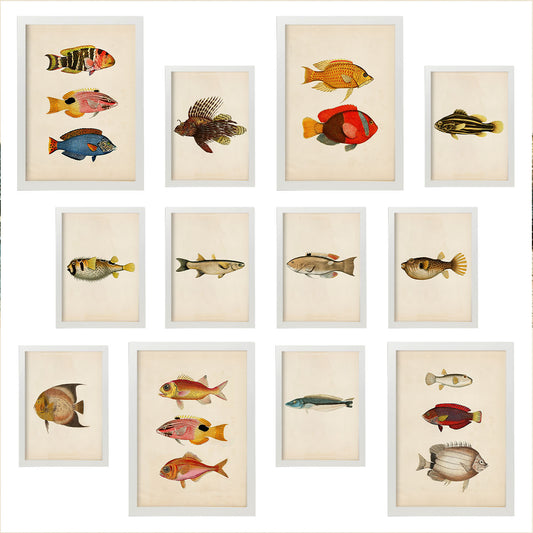 Conjunto Arte de Peces Vintage - Láminas Estilo Mixto