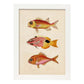 Lámina de tres peces naranjas, rojos y amarillos en , fondo papel vintage.-Artwork-Nacnic-A3-Marco Blanco-Nacnic Estudio SL