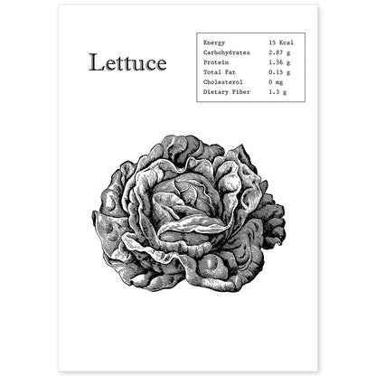 Poster de Lettuce. Láminas de frutas y verduras en inglés.-Artwork-Nacnic-A4-Sin marco-Nacnic Estudio SL