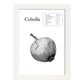 Poster de Cebolla. Láminas de frutas y verduras.-Artwork-Nacnic-A3-Marco Blanco-Nacnic Estudio SL