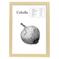 Poster de Cebolla. Láminas de frutas y verduras.-Artwork-Nacnic-A4-Marco Madera clara-Nacnic Estudio SL