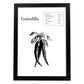 Poster de Guindilla. Láminas de frutas y verduras.-Artwork-Nacnic-A3-Marco Negro-Nacnic Estudio SL