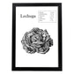 Poster de Lechuga. Láminas de frutas y verduras.-Artwork-Nacnic-A3-Marco Negro-Nacnic Estudio SL