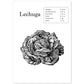 Poster de Lechuga. Láminas de frutas y verduras.-Artwork-Nacnic-A4-Sin marco-Nacnic Estudio SL