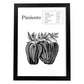 Poster de Pimiento. Láminas de frutas y verduras.-Artwork-Nacnic-A3-Marco Negro-Nacnic Estudio SL
