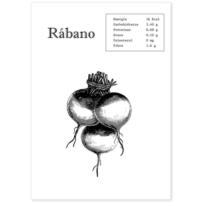 Poster de Rábano. Láminas de frutas y verduras.-Artwork-Nacnic-A4-Sin marco-Nacnic Estudio SL