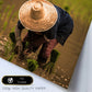 Otoño en Tailandia. Arrozales, budismo y cultura