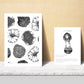 Composicion setas, ilustraciones