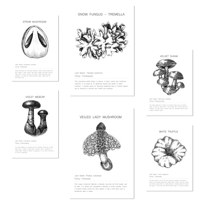Composicion setas , tipos y detalles