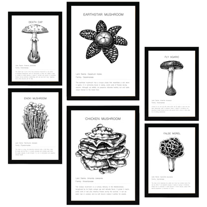 Composicion familias de setas blanco y negro