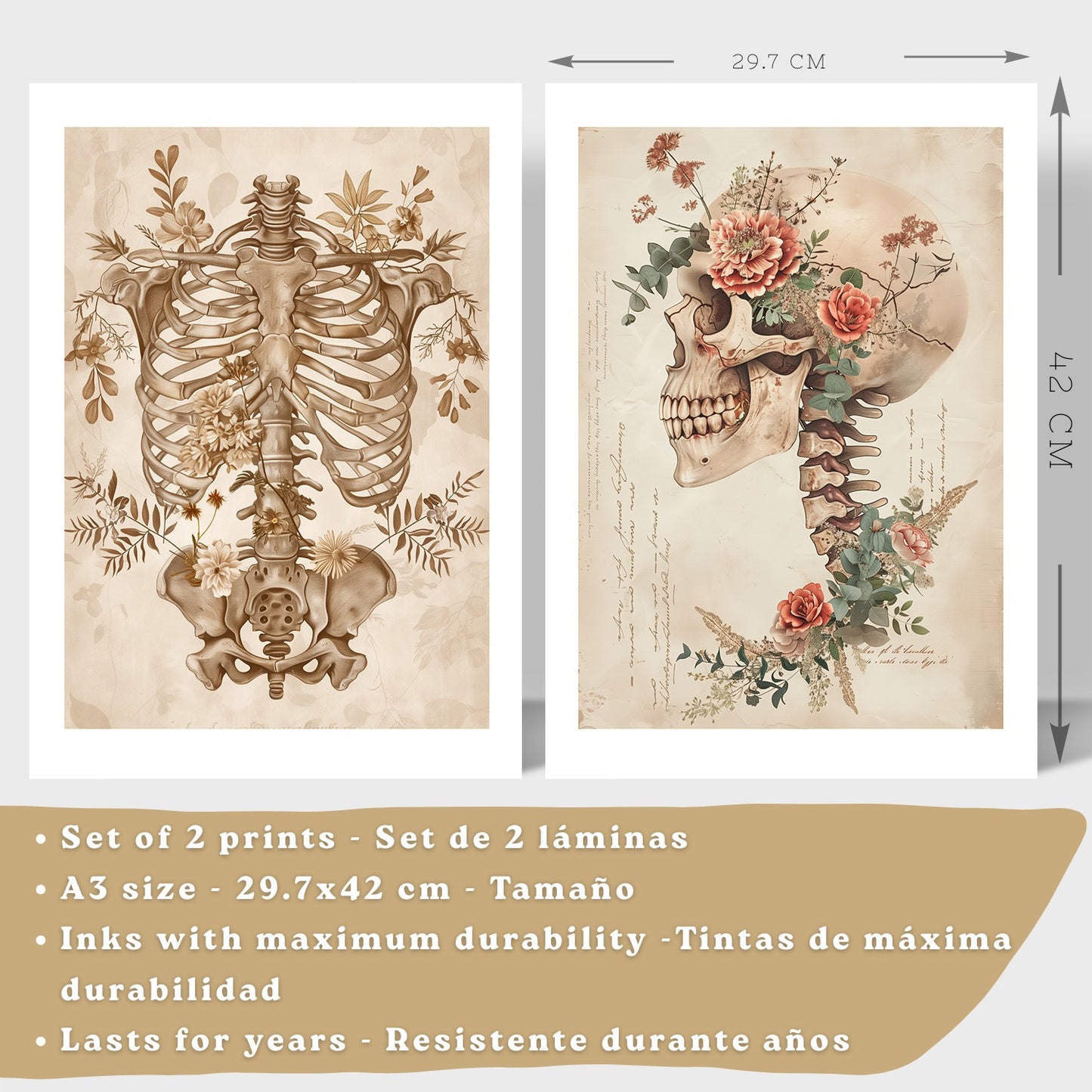 Set 2 Cuadros Decorativos de Anatomía Humana Láminas y Posters con Esqueleto Cráneo Columna Vertebral Costillas Pelvis Estilo Clásico