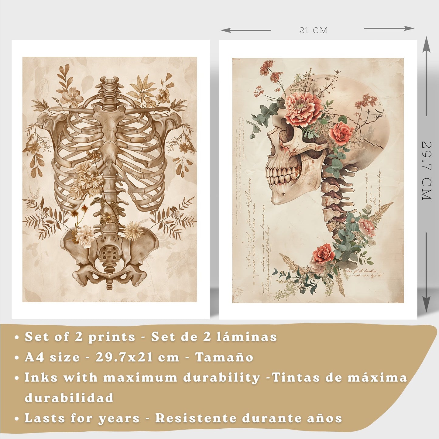 Set 2 Cuadros Decorativos de Anatomía Humana Láminas y Posters con Esqueleto Cráneo Columna Vertebral Costillas Pelvis Estilo Clásico