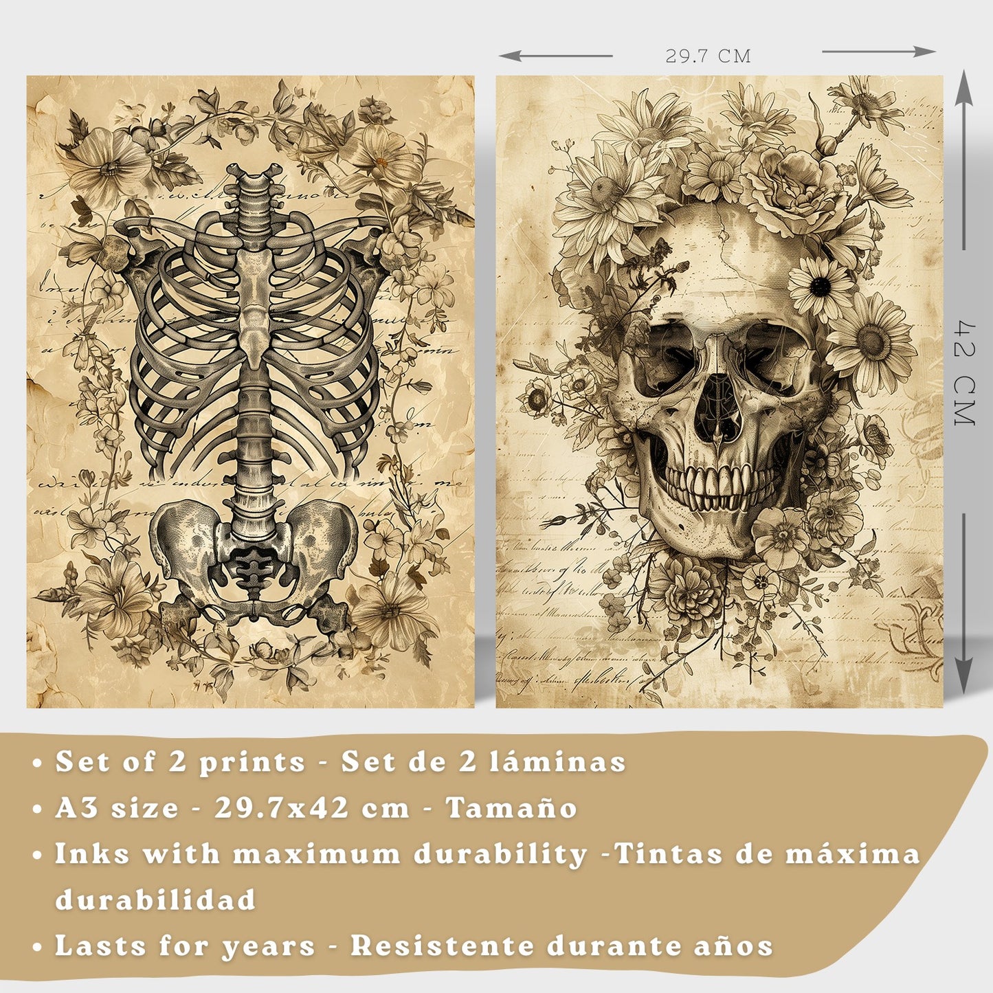 Set 2 Posters y Cuadros de Anatomía Humana Láminas con Cráneo Columna Vertebral Costillas Pelvis Diseño Vintage Clásico