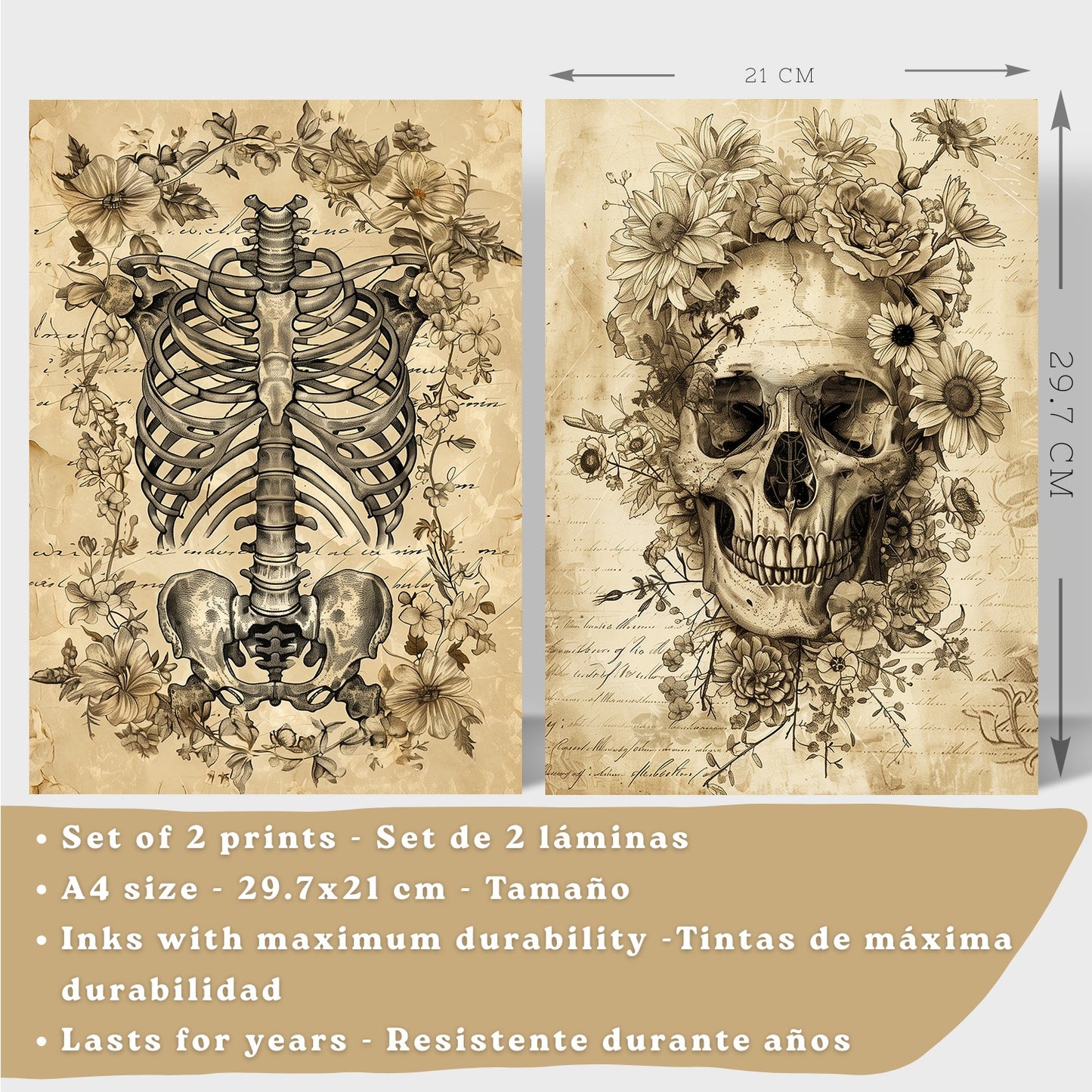 Set 2 Posters y Cuadros de Anatomía Humana Láminas con Cráneo Columna Vertebral Costillas Pelvis Diseño Vintage Clásico