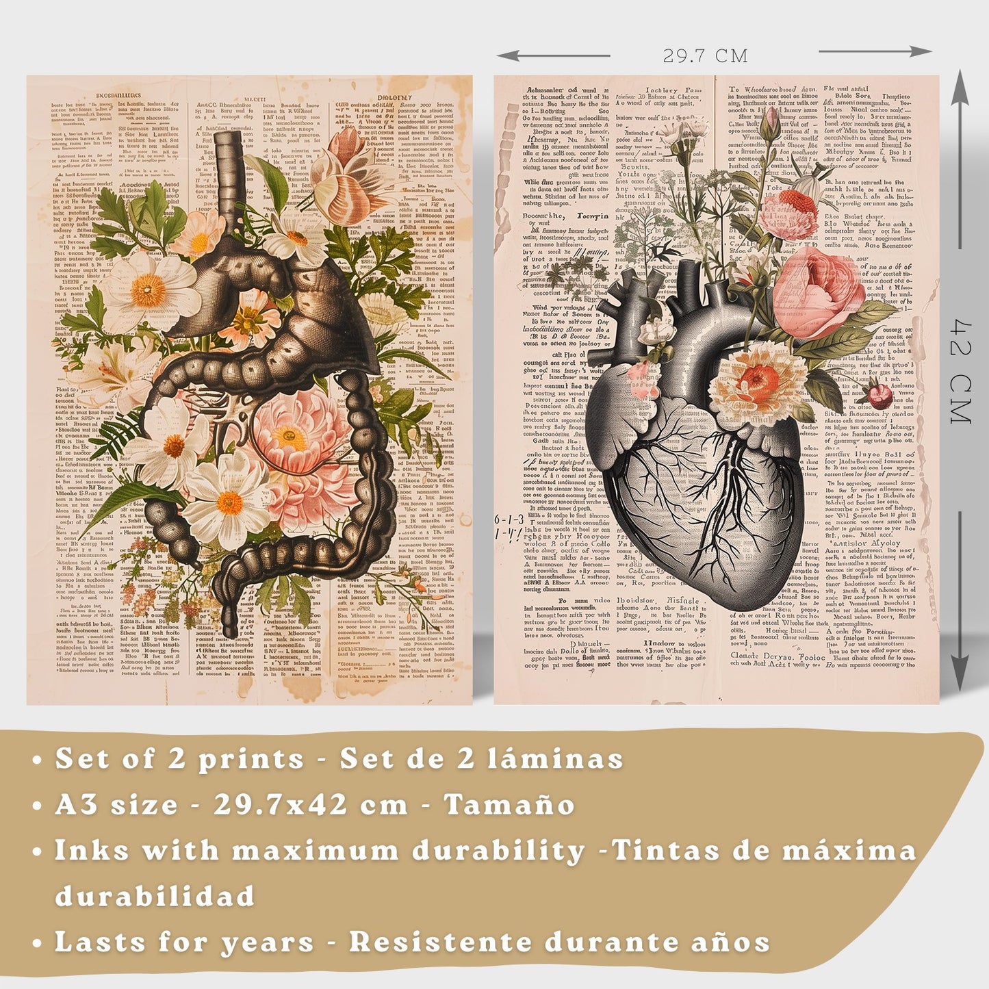 Set 2 Cuadros Decorativos Anatomía Humana Láminas con Sistema Digestivo Intestinos y Corazón Diseño Clásico Floral