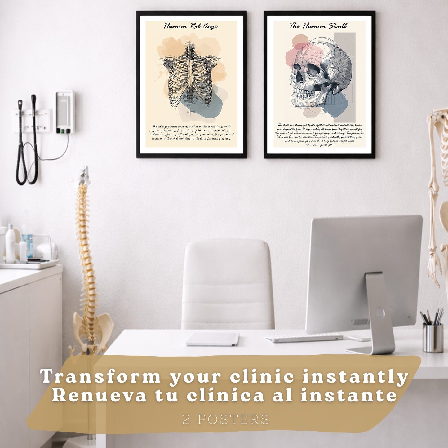 Set 2 Posters de Anatomía Humana Láminas Educativas de Esqueleto Costillas y Cráneo Decoración Clínica Oficina