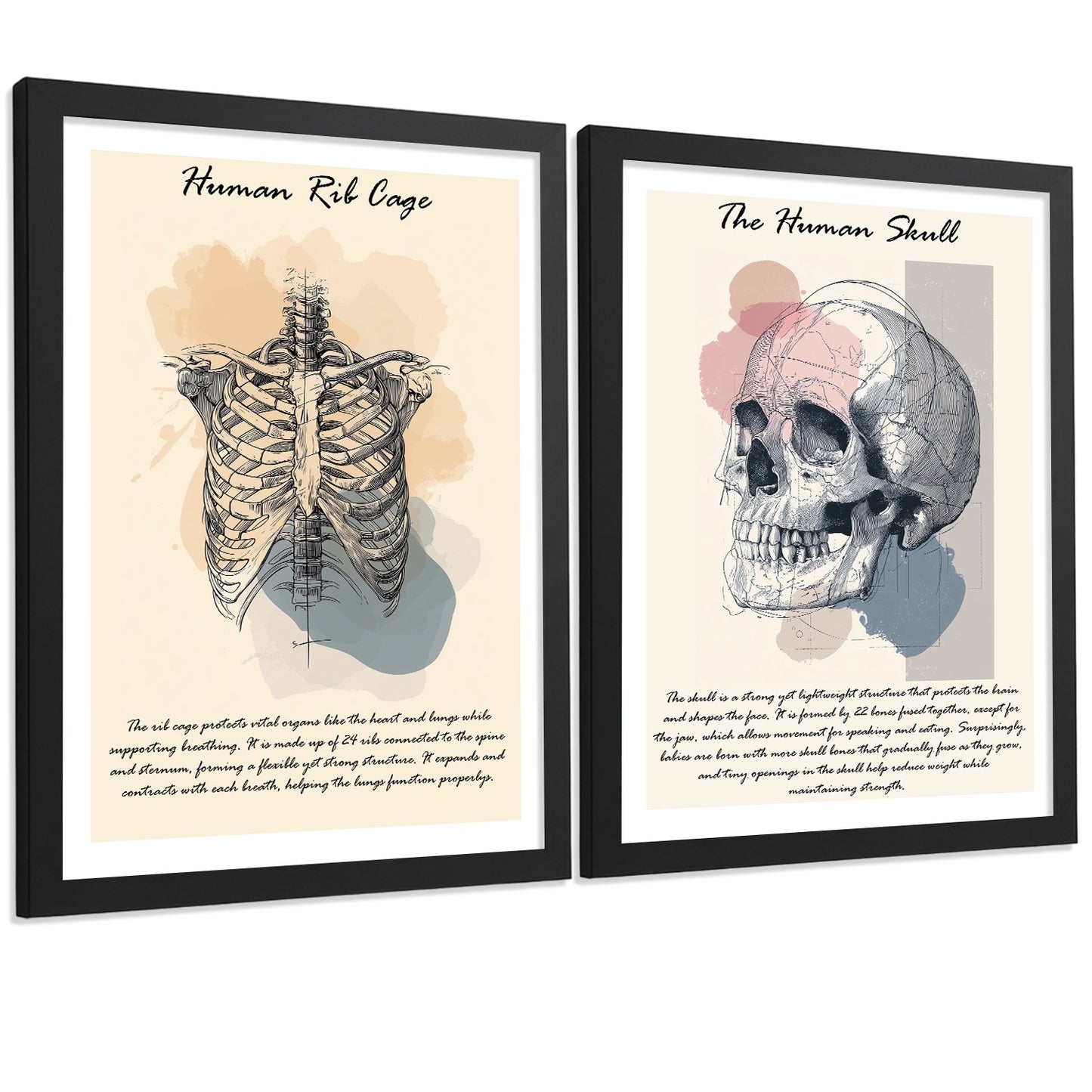 Set 2 Posters de Anatomía Humana Láminas Educativas de Esqueleto Costillas y Cráneo Decoración Clínica Oficina