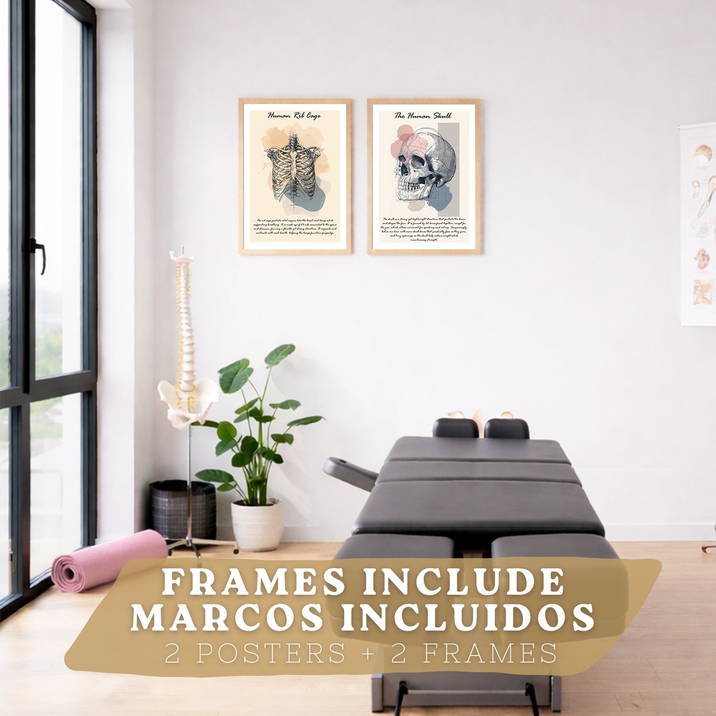 Set 2 Posters de Anatomía Humana Láminas Educativas de Esqueleto Costillas y Cráneo Decoración Clínica Oficina