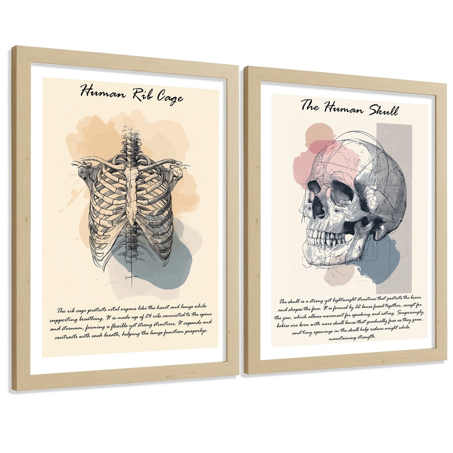 Set 2 Posters de Anatomía Humana Láminas Educativas de Esqueleto Costillas y Cráneo Decoración Clínica Oficina