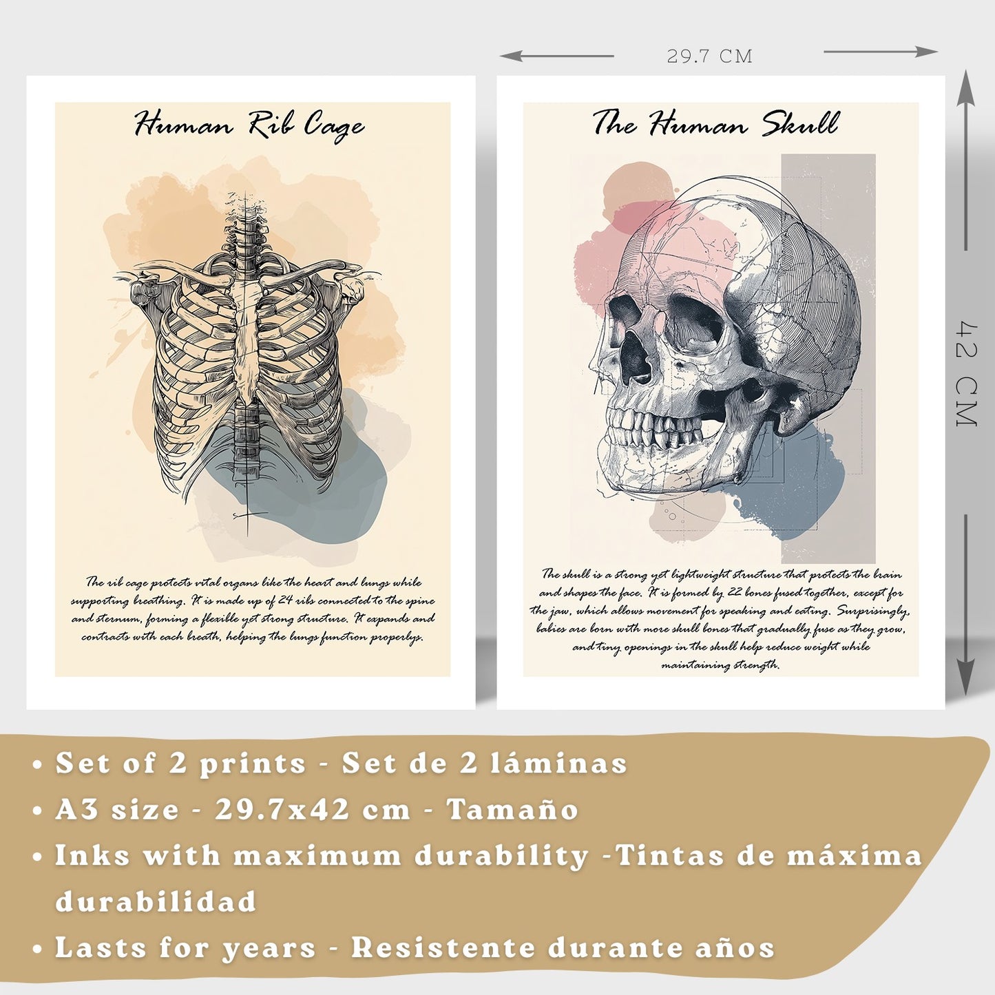 Set 2 Posters de Anatomía Humana Láminas Educativas de Esqueleto Costillas y Cráneo Decoración Clínica Oficina