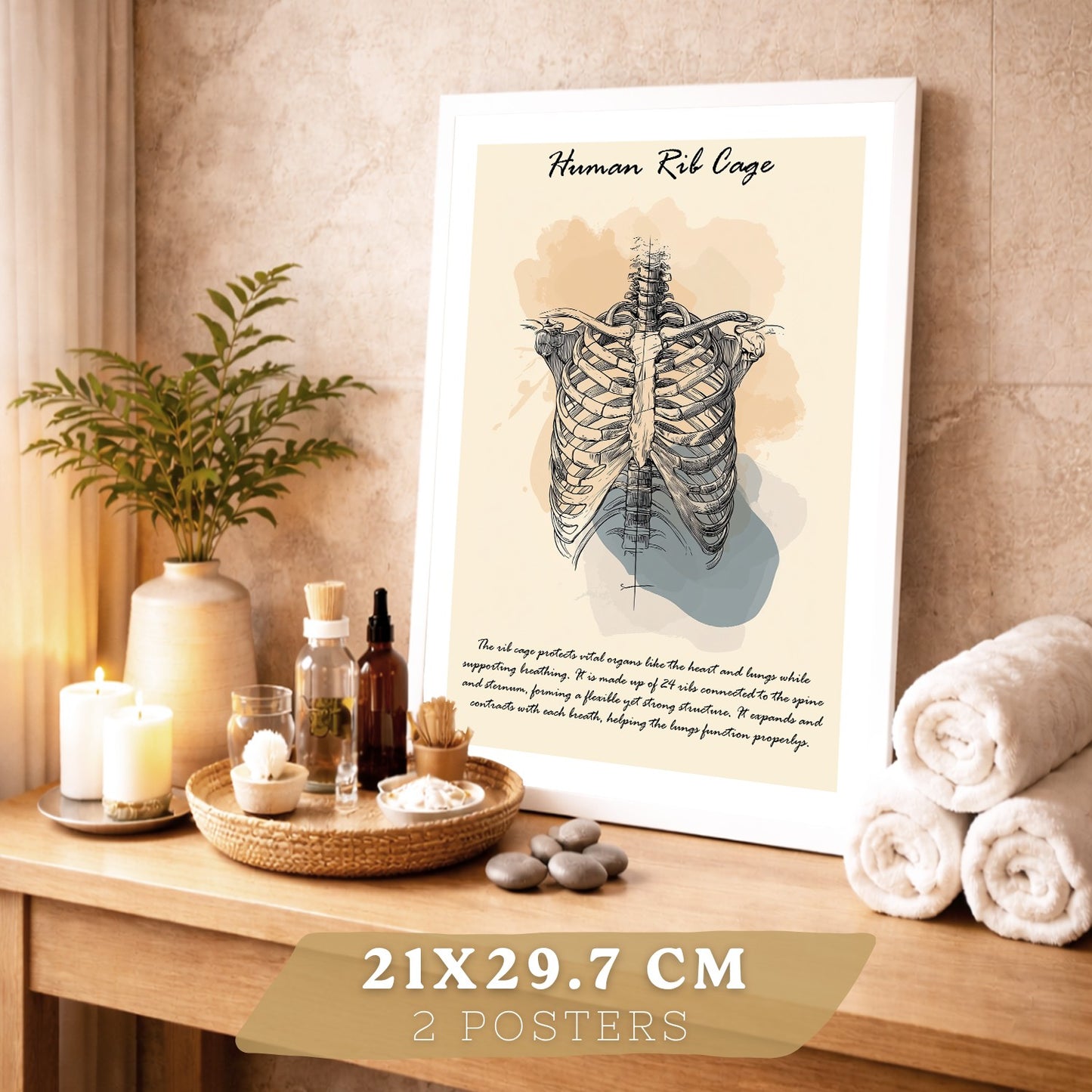 Set 2 Posters de Anatomía Humana Láminas Educativas de Esqueleto Costillas y Cráneo Decoración Clínica Oficina