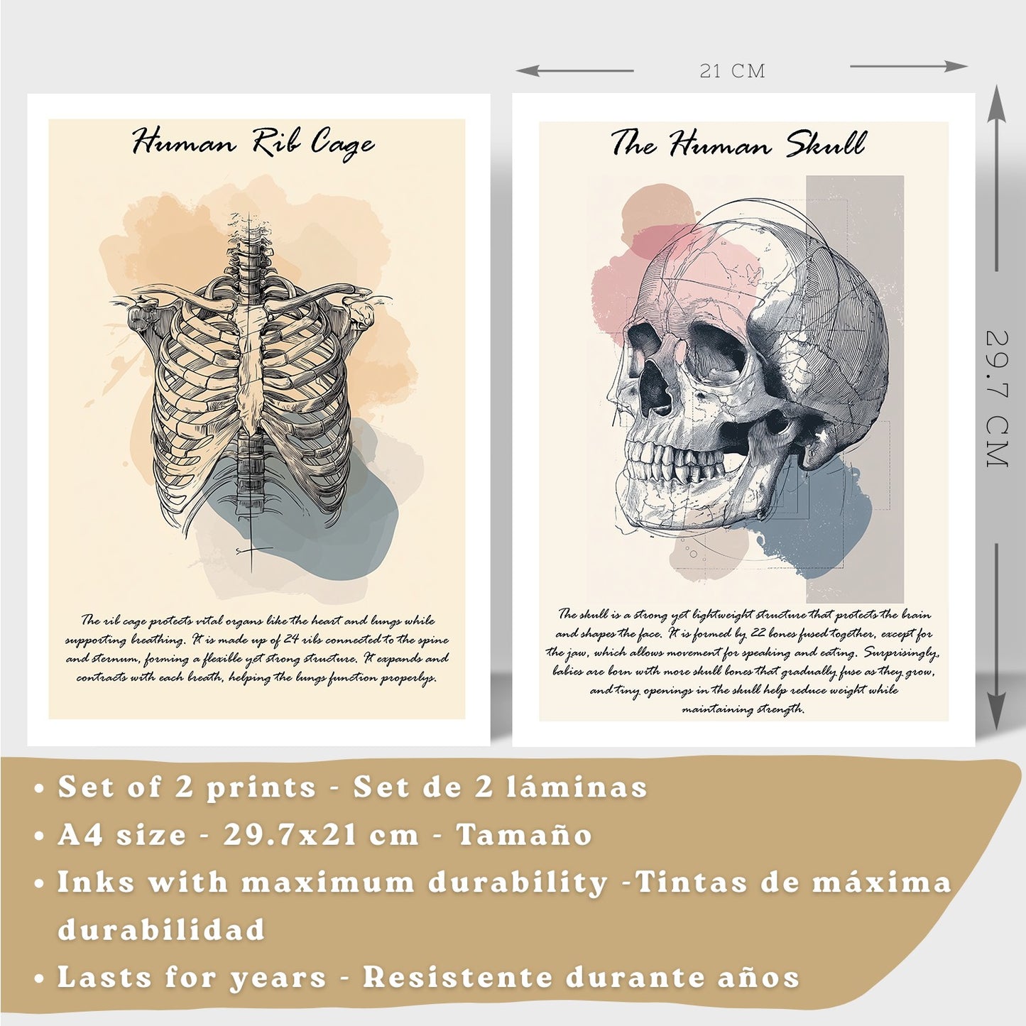 Set 2 Posters de Anatomía Humana Láminas Educativas de Esqueleto Costillas y Cráneo Decoración Clínica Oficina