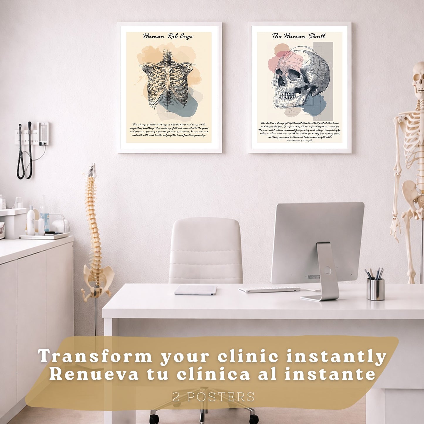 Set 2 Posters de Anatomía Humana Láminas Educativas de Esqueleto Costillas y Cráneo Decoración Clínica Oficina