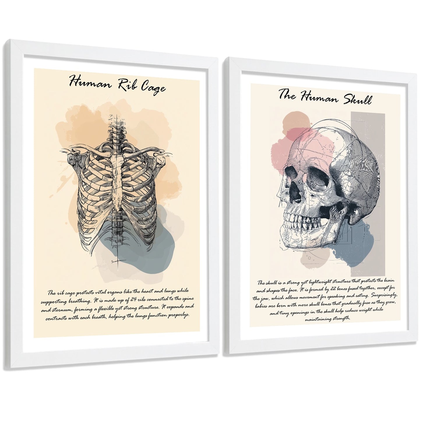 Set 2 Posters de Anatomía Humana Láminas Educativas de Esqueleto Costillas y Cráneo Decoración Clínica Oficina