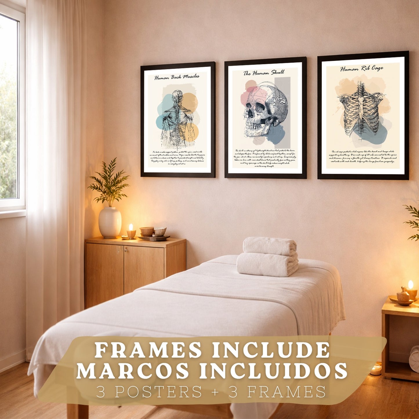 Set 3 Cuadros Decoración para Pared Anatomía Humana Posters Educativos Músculos Espalda Caja Torácica Cráneo
