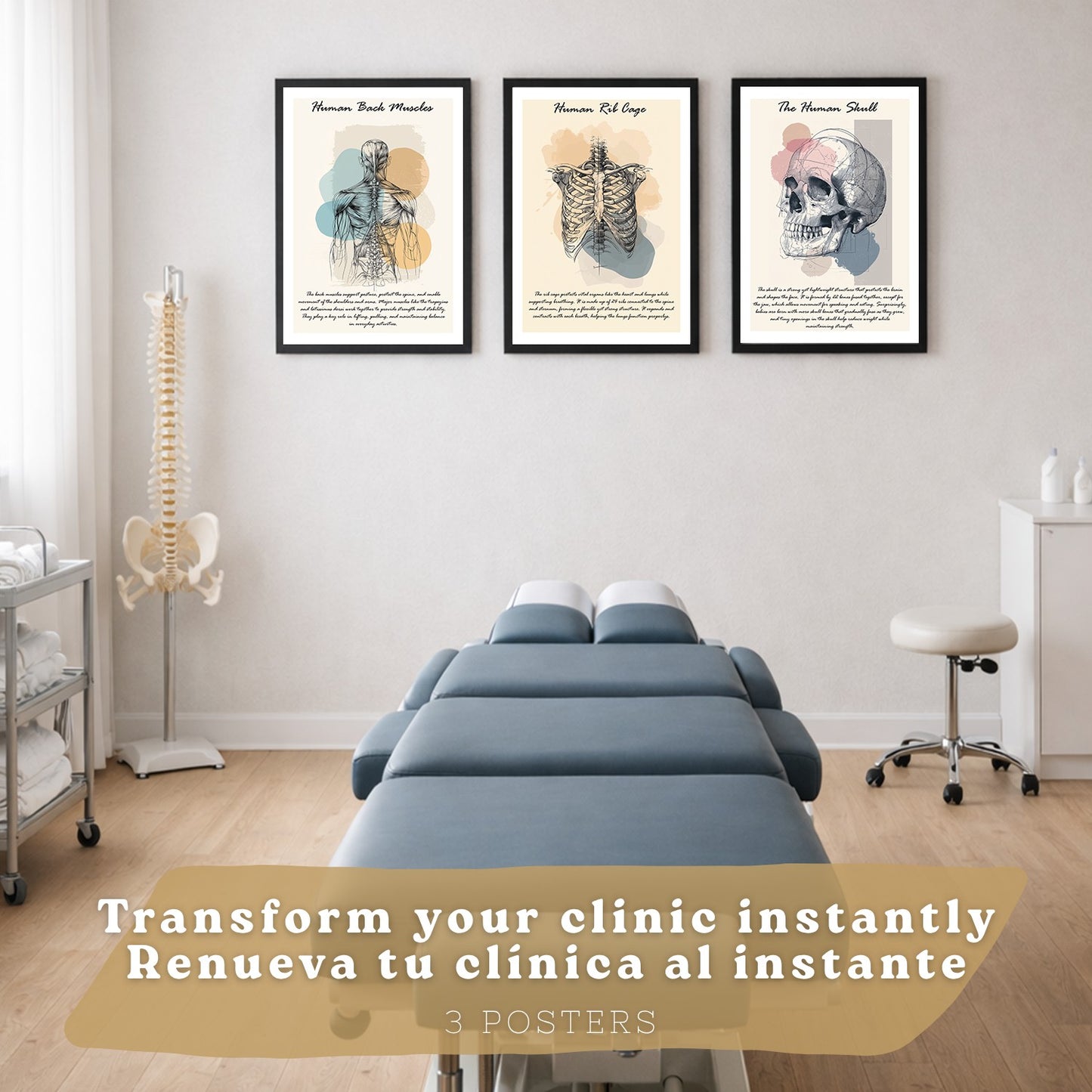 Set 3 Cuadros Decoración para Pared Anatomía Humana Posters Educativos Músculos Espalda Caja Torácica Cráneo