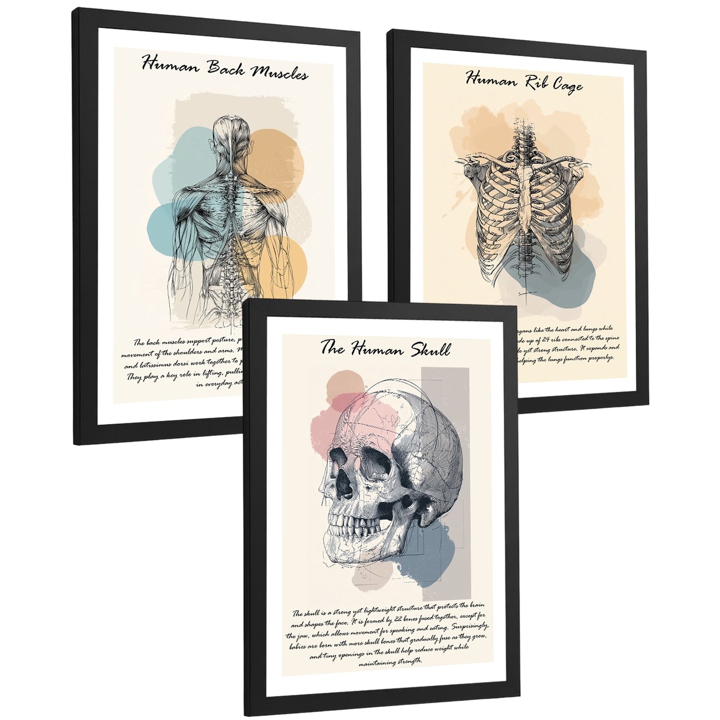 Set 3 Cuadros Decoración para Pared Anatomía Humana Posters Educativos Músculos Espalda Caja Torácica Cráneo