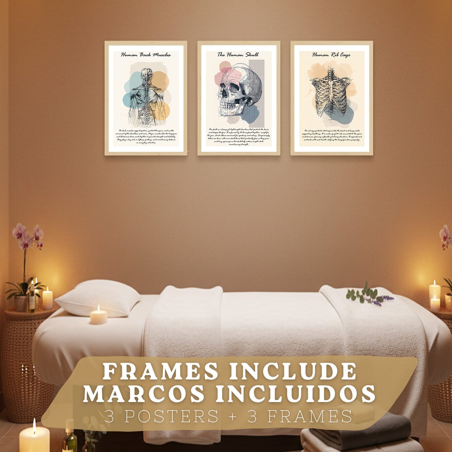 Set 3 Cuadros Decoración para Pared Anatomía Humana Posters Educativos Músculos Espalda Caja Torácica Cráneo