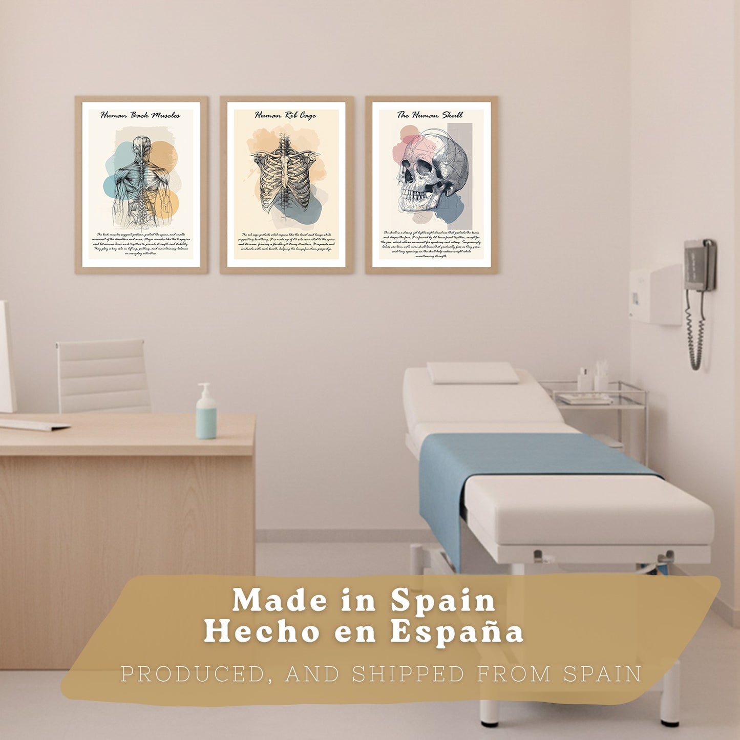 Set 3 Cuadros Decoración para Pared Anatomía Humana Posters Educativos Músculos Espalda Caja Torácica Cráneo