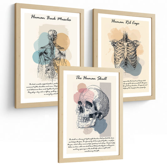 Set 3 Cuadros Decoración para Pared Anatomía Humana Posters Educativos Músculos Espalda Caja Torácica Cráneo