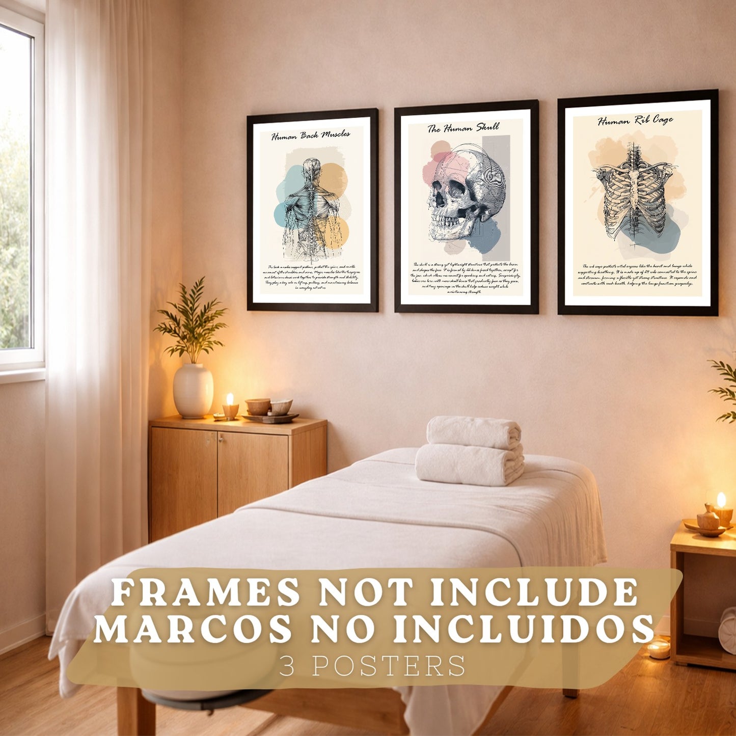 Set 3 Cuadros Decoración para Pared Anatomía Humana Posters Educativos Músculos Espalda Caja Torácica Cráneo