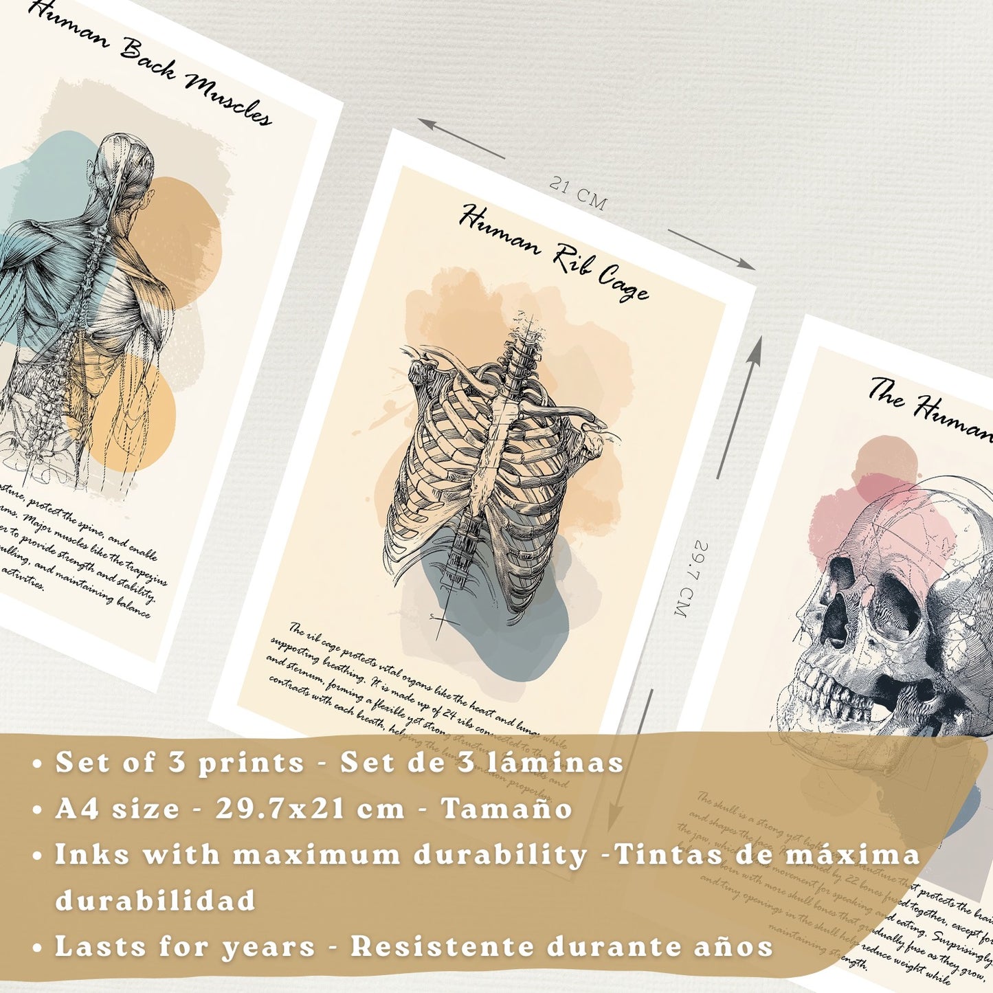 Set 3 Cuadros Decoración para Pared Anatomía Humana Posters Educativos Músculos Espalda Caja Torácica Cráneo